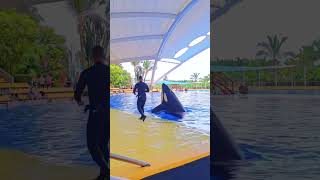 Dance with dolphin dolphins animals dolphin swimming dolphinlove funny [upl. by Darius]