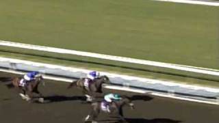 Zenyatta  All 19 Winsflv [upl. by Wenger]