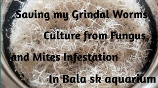 Saving my Grindal worms 🐛Culture from Fungus and Mites Infestation aquarium betta guppy molly [upl. by Ashatan]