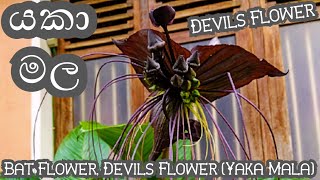 Yaka Malaයකා මලDevils FlowerBlack Bat Flower [upl. by Anny]