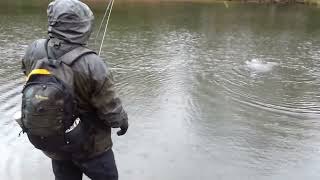 Trout Fishing at Powdermills  Albury Estate Surrey England [upl. by Adivad543]