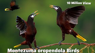 Montezuma oropendola Birds  Asian Birds  Birds and Animals [upl. by Aneloj]