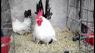 Japanese Chicken Breed [upl. by Pepin162]