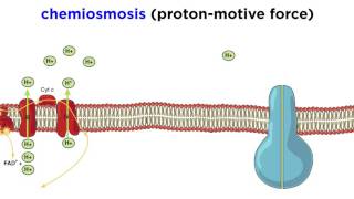 Cellular Respiration Part 3 The Electron Transport Chain and Oxidative Phosphorylation [upl. by Aelahc292]