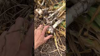 Harvest garlic homegrown vegetables garden growyourownfood FreshGarden harvesting garlic fyp [upl. by Repard]