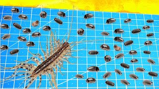 What Will Be If a House Centipede Saw 100 Woodlice At Once [upl. by Gabi]