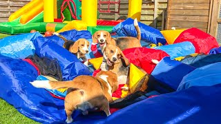 Beagle Puppies Surprised with BOUNCE HOUSE PARTY [upl. by Ettenahs]