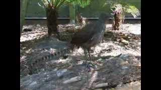 Lyre bird mimicking sounds amp voices [upl. by Adnilam]