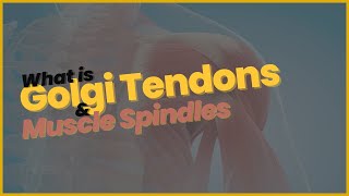 Golgi Tendons amp Muscle Spindles [upl. by Kassity802]