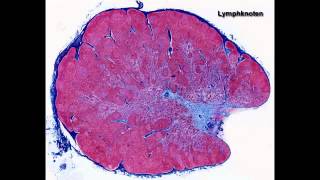 Histologie ─ Lymphatische Organe [upl. by Llien]