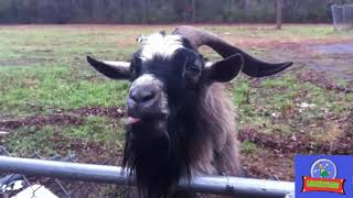 Blubbering Billgoat Makes Conversation With Woman [upl. by Fried238]