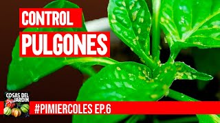 Este es el remedio casero más eficiente contra los pulgones y como aplicarlo PIMIERCOLES Ep 6 [upl. by Carbone]