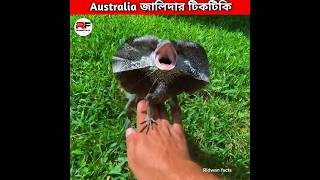 Australian জালিদার টিকটিকি 🦎 Frilled Neck Lizard shorts animal facts [upl. by Ordnael]