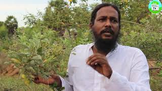 வயிற்றுப் பூச்சி நீங்க வாயு விளங்கம்  Stomach Worms Treatment  Vayu Vidanga Uses  embelia ribes [upl. by Hplodnar]