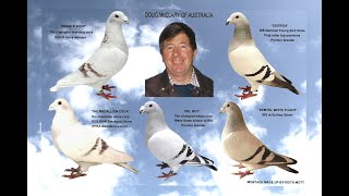 Video 37 Doug McClary of Exeter Show Pigeons [upl. by Ykcim]