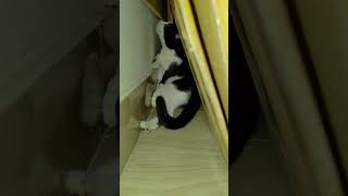 cute cat  catloverpet pet lover youtube cat video of the day worldcat suscribe [upl. by Haela]