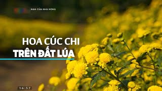 Nâng cao kinh tế nhờ mô hình trồng hoa cúc chi trên đất lúa [upl. by Dinnage]