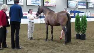 Gracie in Sport Horse In Hand ATH [upl. by Duile]