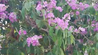 lagerstroemia speciosa pride of india jarool  landscape horticulture  gardeningsummer flowers [upl. by Gallagher710]