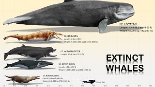 The 13 Giant Prehistoric Whales [upl. by Trixie]