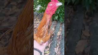 Rooster Collection ayam roosterandhen chickenfarm roostercollection [upl. by Mignon]