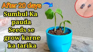 How to grow bombax ceiba  from seeds  how to grow cotton tree  Hindi amp Urdu [upl. by Lyreb667]