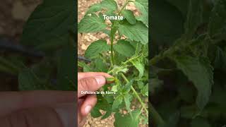 Deficiencia de hierro en tomate tomate plants micronutrients hierro [upl. by Anipsed]