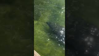 Manatees in crystal clear water￼ [upl. by Ytoc]