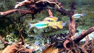 小型美洲慈鯛及燈魚造景缸  American Cichlids amp Tetras Fish Tank [upl. by Zolly]