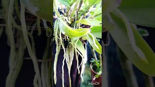 bollywood newsong tseries music song bougainvilla flowers shortsvideo orchid viralsong [upl. by Almena]