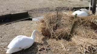 Swans in April at Abbotsbury Swannery Dorset [upl. by Tigdirb]