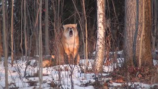 Fox Barking in Fairbanks Alaska [upl. by Lesli]