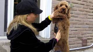 Cockapoo Grooming Tips  Underbelly Area [upl. by Strickler]