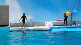 Show delfines 17082013 La Feria de Chapultepec [upl. by Sitoeht860]