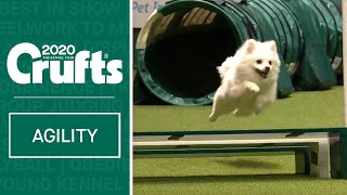 Watch Fling the German Spitz smash the agility course  ​Crufts 2020 [upl. by Nollie]