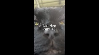 Licorice Core [upl. by Adaline]