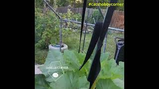 Growing Squash Vertically  catshobbycorner [upl. by Attenahs115]