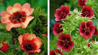 How to Plant Potentilla SummerAutumn Guide [upl. by Kama]