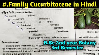 Family Cucurbitaceae in Hindi  BSc Second year Botany third Semester [upl. by Norina89]