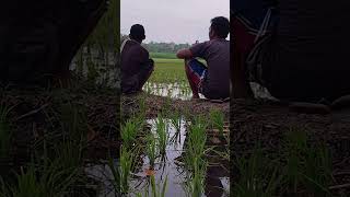 Ngairi sawah bolo [upl. by Jyoti]