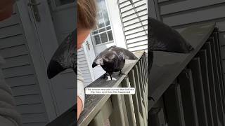 This woman rescued a crow that fell into the river and then this happened animalshorts [upl. by Macnamara181]