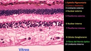 Las 10 capas de la retina Centro de Oftalmología Bonafonte Barcelona España [upl. by Lagiba]