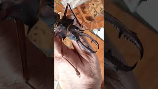 Macrodontia cervicornis жук дровосек большезуб усач [upl. by Adimra]