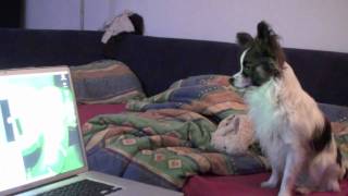 Papillon dog is watching YouTube Video [upl. by Giza]