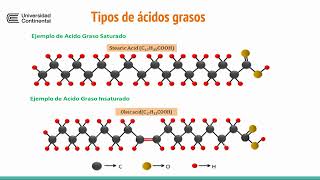 Exposición sobre la Saponificación creación de un jabón [upl. by Jeffcott]