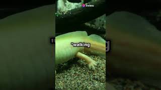 The Axolotl The SelfHealing Wonder amazinganimals facts ocean shorts [upl. by Kapor254]