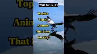 Worlds Top 10 animals that Mate for life animals top10 [upl. by Chaves695]