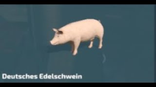 Landwirtschaft Simulator 22 Schweine füttern und verkaufen [upl. by Aivlis]