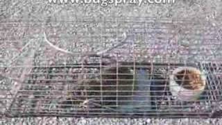 Rat Trap with a live Rat [upl. by Eserahs]