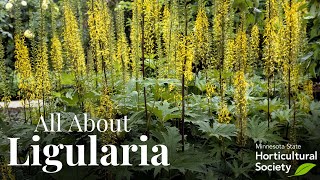 All About Ligularia [upl. by Zysk]